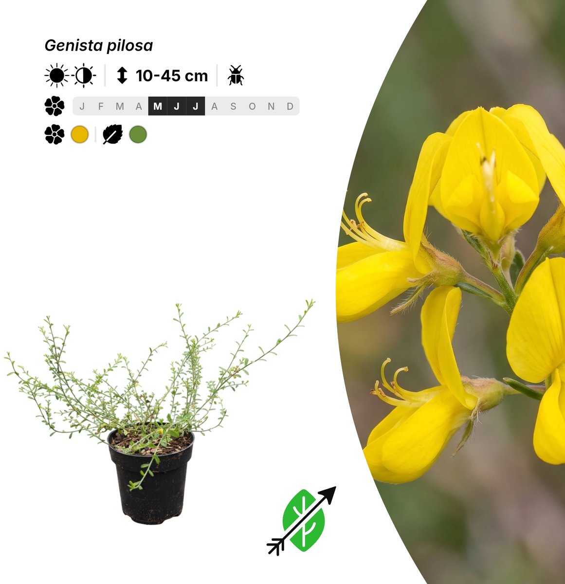 Singleplants - 10x Genista pilosa - Pot P9,5 - bodembedekker - winterhard tot -25°C