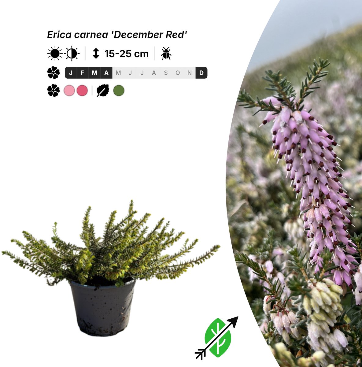 Singleplants - 10x Erica carnea 'December Red' - Pot P10,5 - bodembedekker - winterhard tot -30°C