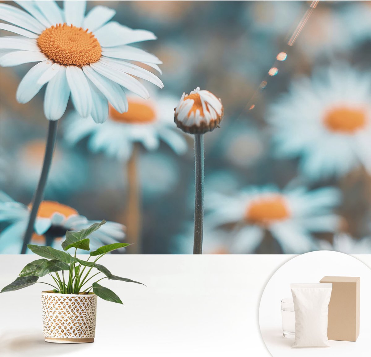 Wallfluent Fotobehang - Blauw Vliesbehang - 152x104 cm - Kamille Delicatesse Fotobehang Vlies - Hal behang Bloemen En Planten - Muurschildering - Woonkamer behang