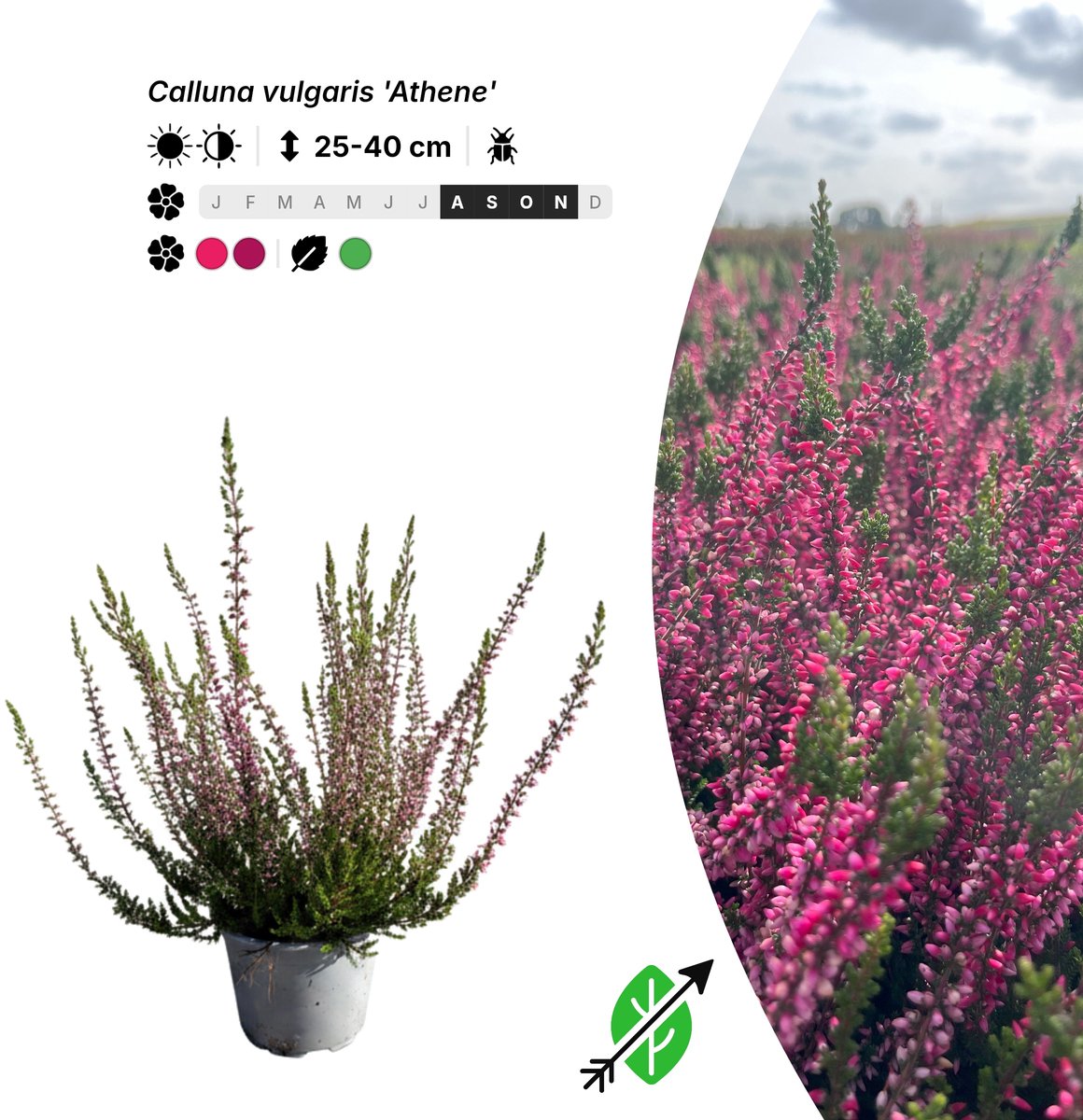 Singleplants - 20x Calluna vulgaris 'Athene' - Pot P10,5 - bodembedekker - in bloeiperiode