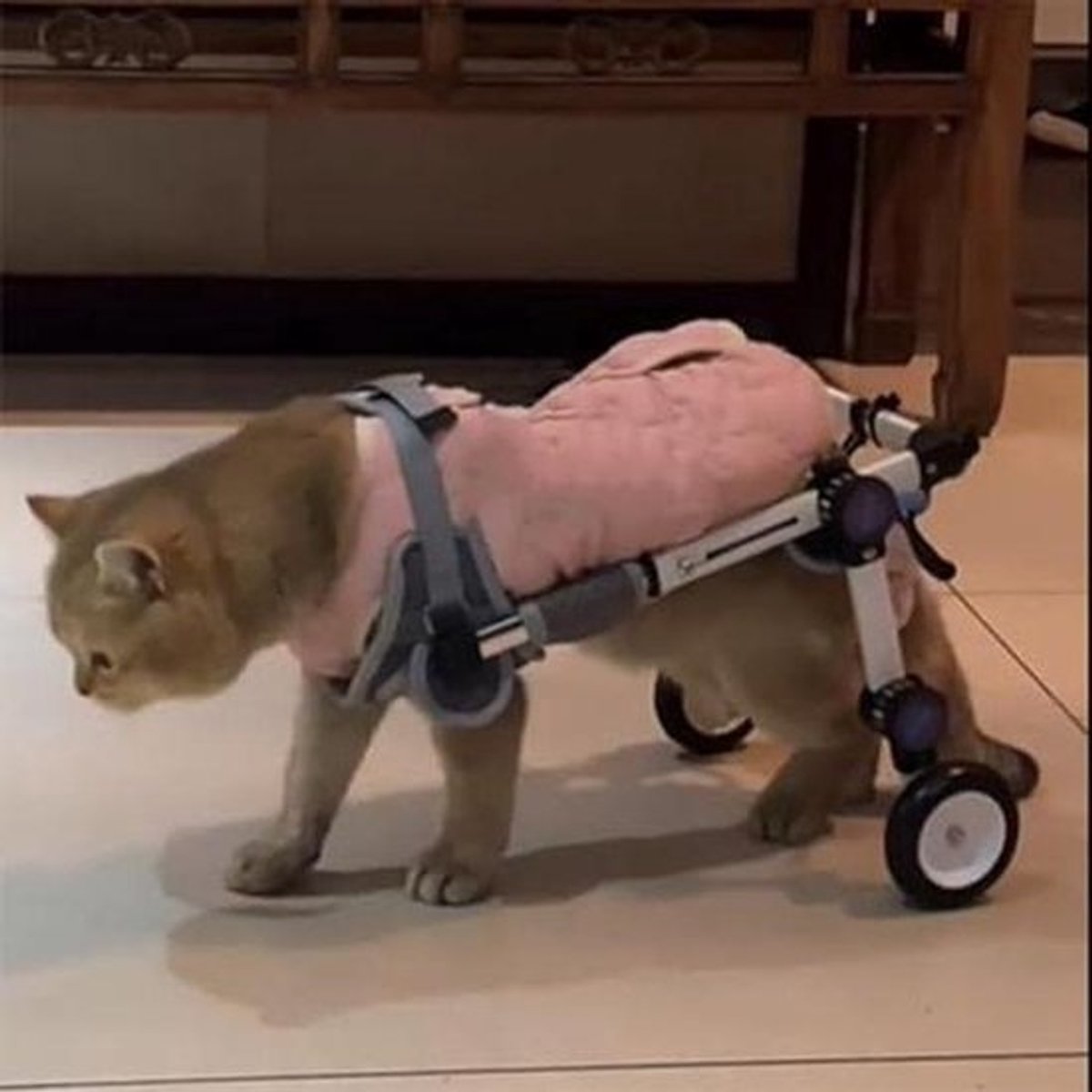 Huisdier Rolstoel - Hond Kattenmobiliteitshulp - Huisdier Mobiliteit Verbeteren - Verstelbare Beensteun - XS Maat - Zilver