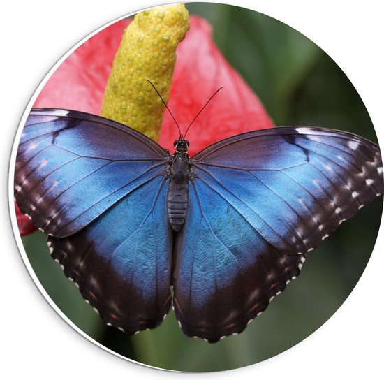 Forex Wandcirkel - Zwarte Vlinder op Bloem - Foto op Wandcirkel (met ophangsysteem)