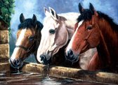 Schilderen op nummer - Paint by numbers - Drie prachtige paardenkoppen 28.6x39cm - Schilderen op nummer volwassenen - Paint by numbers volwassenen