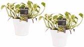 Kamerplanten van Botanicly – 2 × Epipremnum pinatum NJoy incl. sierpot wit als set – Hoogte: 15 cm