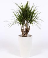 Kamerplant van Botanicly – Drakenboom incl. sierpot wit als set – Hoogte: 100 cm – Dracaena Marginata
