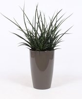 Kamerplant van Botanicly – Vrouwentongen in taupe pot als set – Hoogte: 80 cm – Sansevieria Fernwood Punk