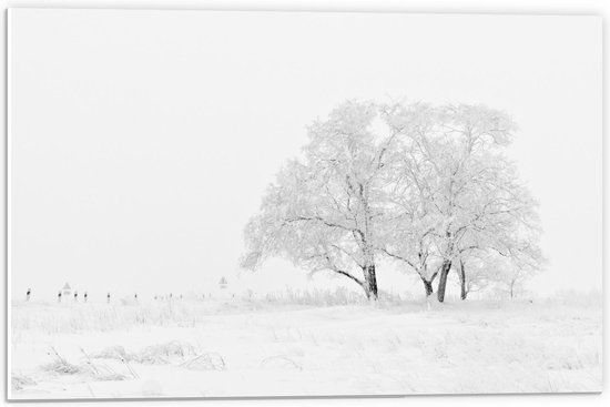Forex - Besneeuwde Bomen in Gras Landschap - 60x40cm Foto op Forex