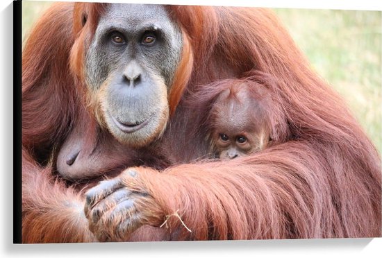 Canvas  - Orang-Oetang met Baby Aapje - 90x60cm Foto op Canvas Schilderij (Wanddecoratie op Canvas)