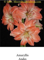 Amaryllis Andes 1 bol maat 28/+ kleinbloemig