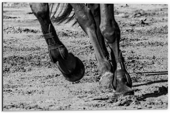 Dibond - Benen van Paard in de Bak ( Zwart-Wit) - 60x40cm Foto op Aluminium (Met Ophangsysteem)