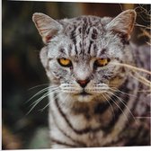 Forex - Jagende Grijze Kat  - 80x80cm Foto op Forex