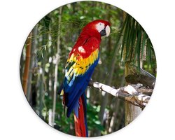 Dibond Wandcirkel - Gekleurde Papagaai tussen Bladeren en Takken - 70x70cm Foto op Aluminium Wandcirkel (met ophangsysteem)