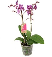 Orchidee van Botanicly – Vlinder orchidee – Hoogte: 50 cm, 2 takken – Phalaenopsis Multiflora Monterrey