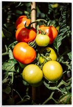 Forex - Tomaten aan Plant - 40x60cm Foto op Forex