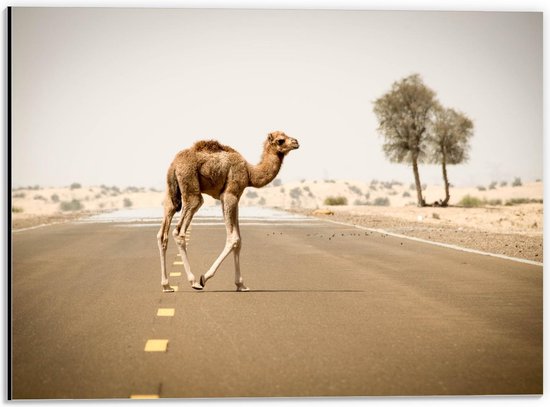 Dibond - Dromedaris op de Weg - 40x30cm Foto op Aluminium (Met Ophangsysteem)