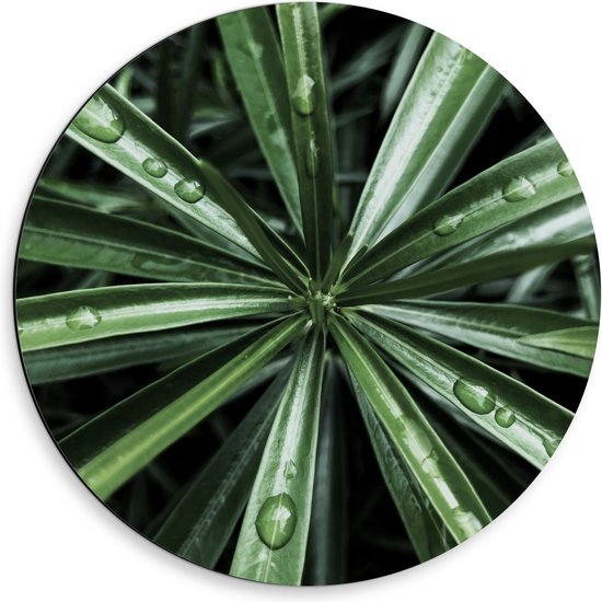 Dibond Wandcirkel - Groene Plant met Druppels Water - 50x50cm Foto op Aluminium Wandcirkel (met ophangsysteem)