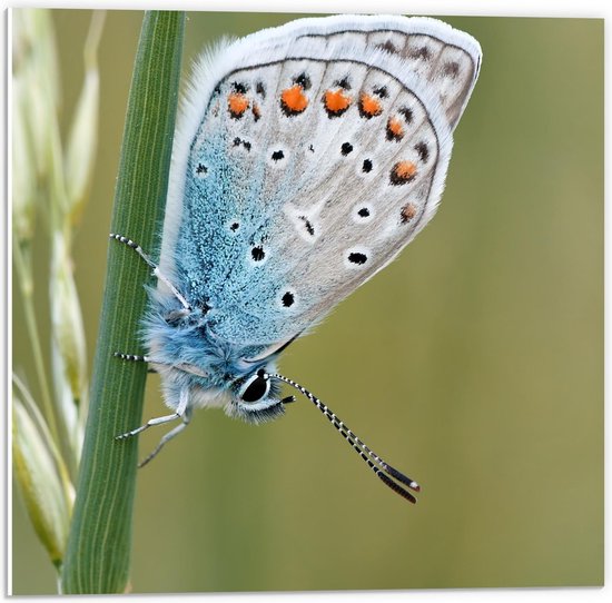 Foto: Forex blauwkleurige vlinder op groene plant 50x50cm foto op forex