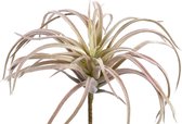 PTMD  succulent plant lichtroze tillandsiapluk