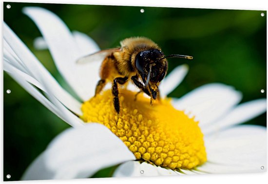 Tuinposter – Bij op Wit Madeliefje - 150x100cm Foto op Tuinposter  (wanddecoratie voor buiten en binnen)