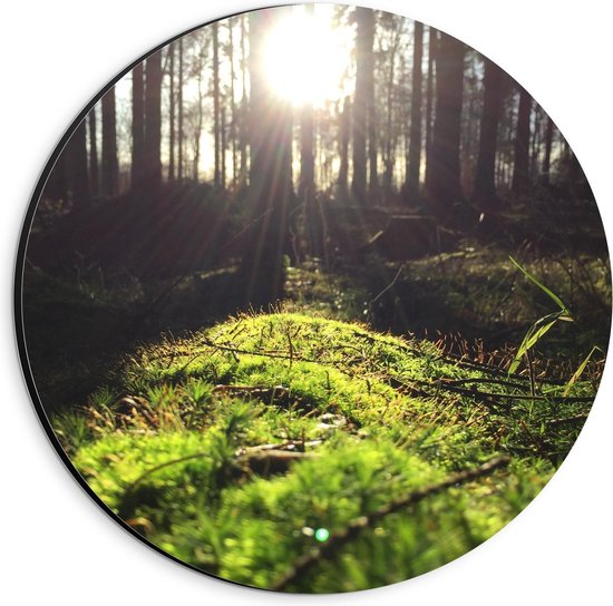 Dibond Wandcirkel - Bomen met de Zon - 20x20cm Foto op Aluminium Wandcirkel (met ophangsysteem)