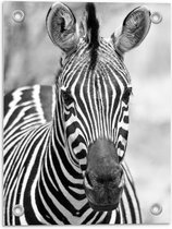 Tuinposter – Voorkant Zebra Zwart - Wit - 30x40cm Foto op Tuinposter  (wanddecoratie voor buiten en binnen)
