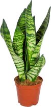 Sansevieria 'Zeylanica' | Kamerplant in kwekerspot ⌀12 cm - ↕30-40 cm