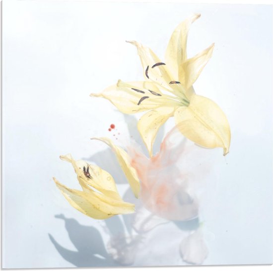 Acrylglas - Gele Kleine Lelies - 50x50cm Foto op Acrylglas (Wanddecoratie op Acrylglas)