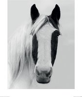 Poster - Nordic Horse I Ian Winstanley - 50 X 40 Cm - Zwart