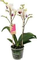 Orchidee van Botanicly – Vlinder orchidee – Hoogte: 50 cm, 2 takken – Phalaenopsis Multiflora Safe Haven