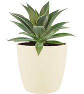 Cactus van Botanicly – Mangave Lavender Lady incl. crème kleurig sierpot als set – Hoogte: 15 cm
