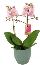 Orchidee van Botanicly – Orchidee in groen keramiek pot 'Eline' als set – Hoogte: 50 cm, 2 takken – Phalaenopsis Multiflora Amaglad