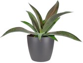 Cactus van Botanicly – Mangave Mission to Mars incl. sierpot antraciet als set – Hoogte: 15 cm