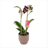Orchidee van Botanicly – Vlinder orchidee in Zandkleurige keramiek pot 'Eline' als set – Hoogte: 50 cm, 2 takken – Phalaenopsis Multiflora Bellinzona