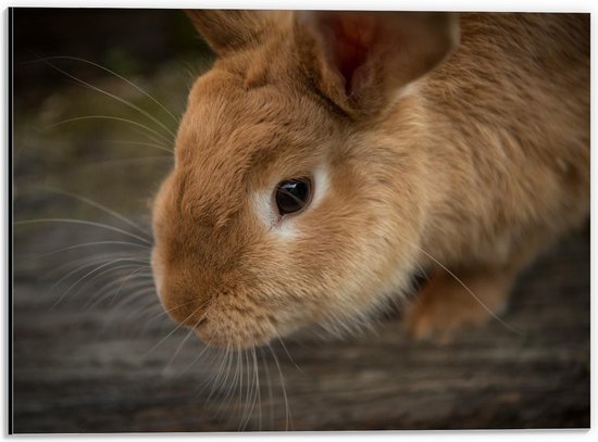 Dibond - Bruin Konijnenhoofd - 40x30cm Foto op Aluminium (Wanddecoratie van metaal)