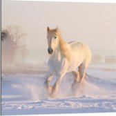 Dibond - Galopperend Wit Paard - 80x80cm Foto op Aluminium (Wanddecoratie van metaal)