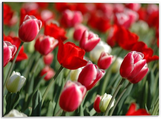 Dibond - Rode Tulpen in een Veld - 40x30cm Foto op Aluminium (Met Ophangsysteem)