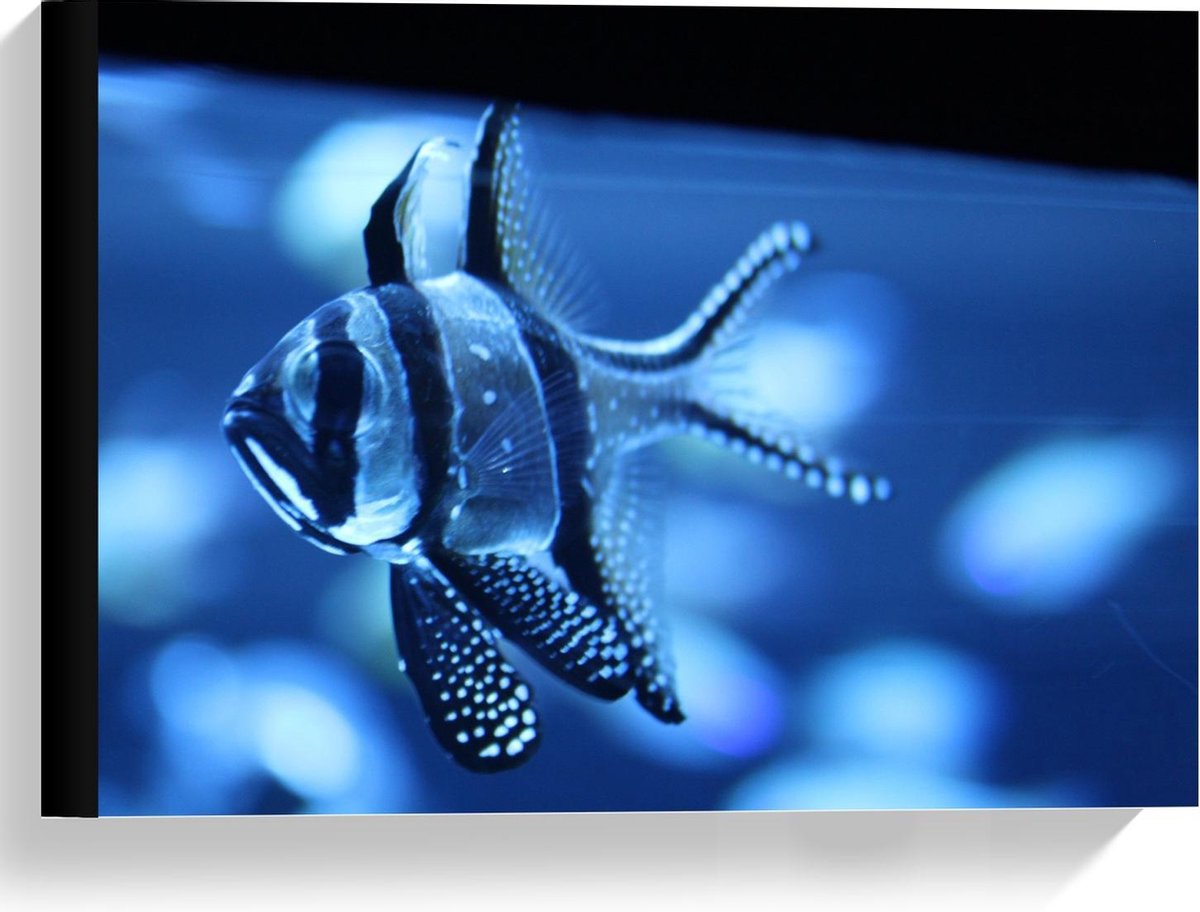 Canvas  - Blauwe Vis in het Aquarium  - 40x30cm Foto op Canvas Schilderij (Wanddecoratie op Canvas)