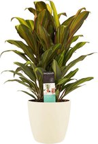Cordyline Kiwi toef met Elho brussels soap