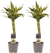 Duo 2 x Dracaena Sandriana white met Anna grey