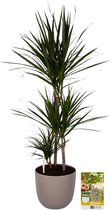 Pokon Powerplanten Drakenbloedboom Marginata 125 cm ↕ - Kamerplanten - in Pot (Mica Tusca Taupe) - Dracaena - met Plantenvoeding / Vochtmeter