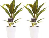 Kamerplanten van Botanicly – 2 × Cordyline Fruticosa Kiwi incl. sierpot wit als set – Hoogte: 40 cm