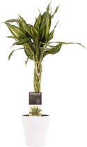 Kamerplant van Botanicly – Drakenboom incl. sierpot wit als set – Hoogte: 40 cm – Dracaena Sandriana Victory
