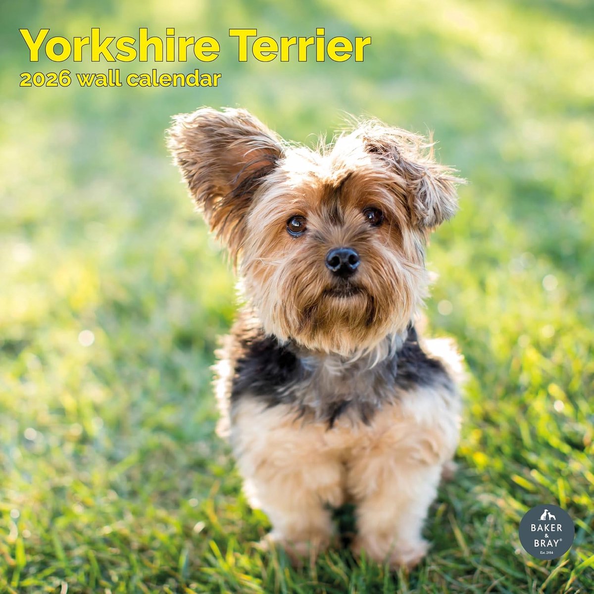 Yorkshire Terrier Kalender 2027