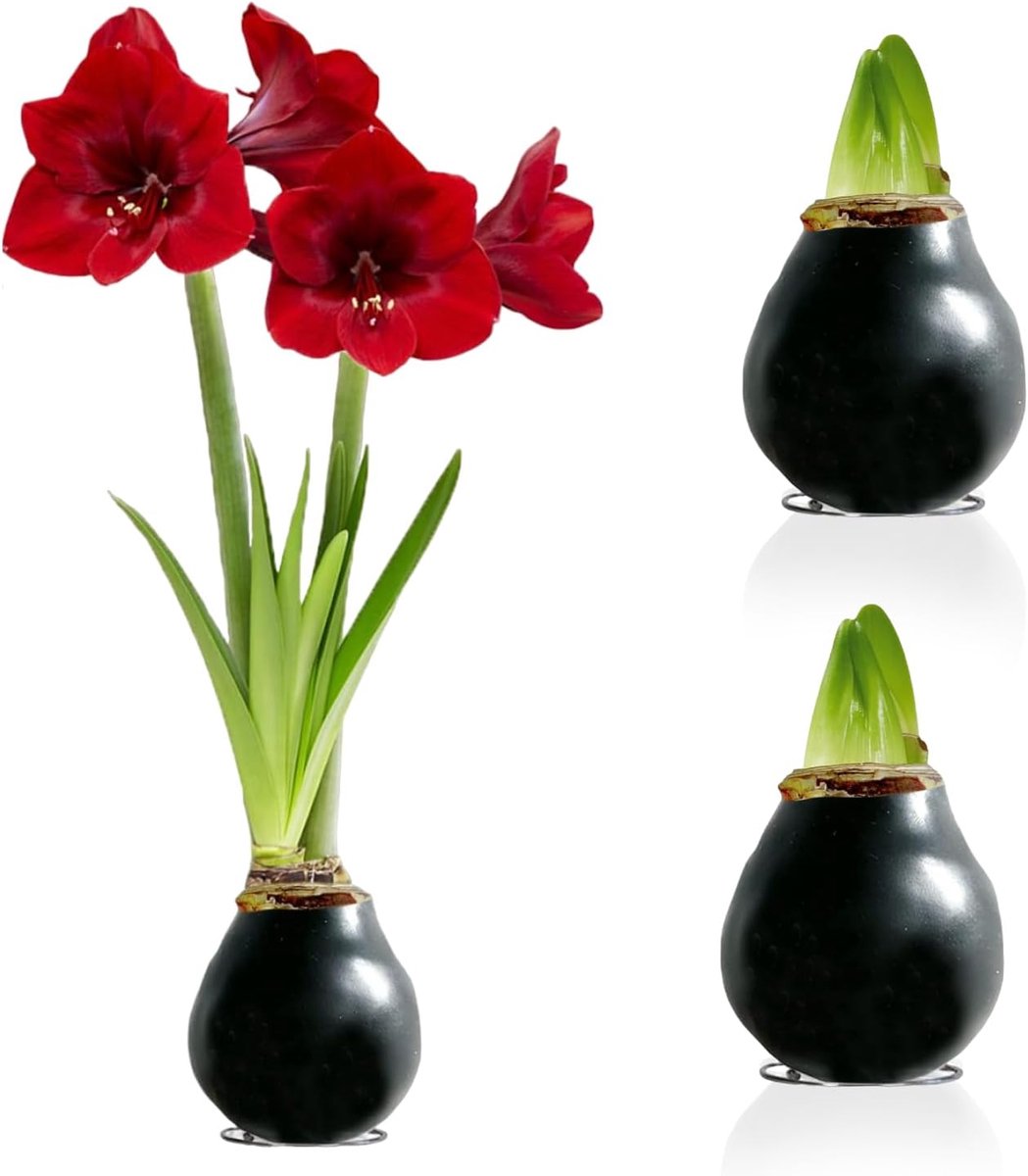 Amaryllis Bollen in Wax - Zwart - Bloembollen - 2 stuks - Bloem bollen - No Water Flower