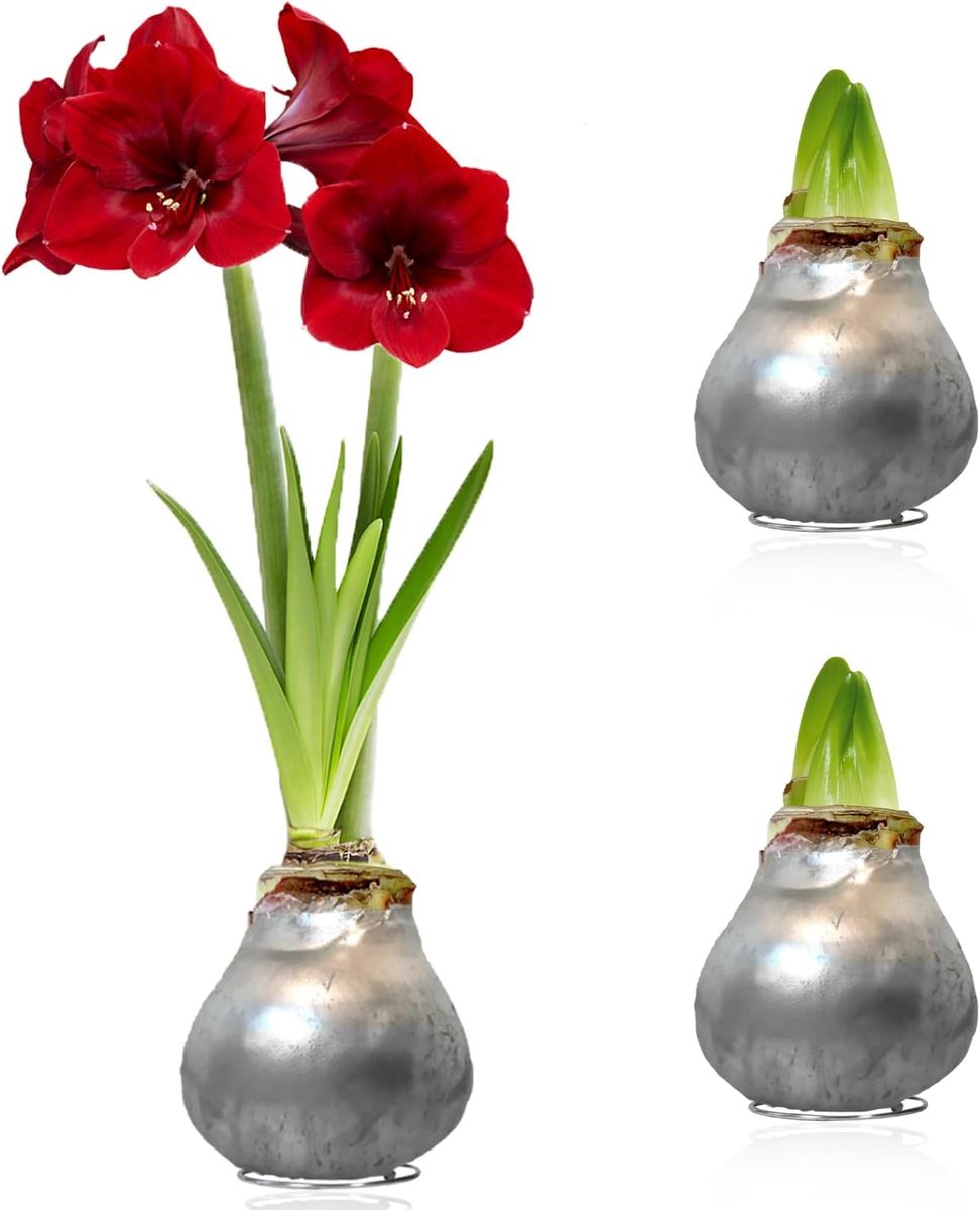 Amaryllis Bollen in Wax - Zilver - Bloembollen - 2 stuks - Bloem bollen - No Water Flower