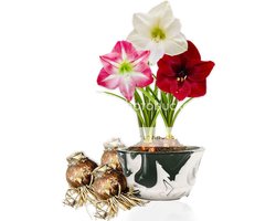 Amaryllis Bol - Budget Mix - Bloembollen - 3 stuks - Meerkleurig - Bloem bollen
