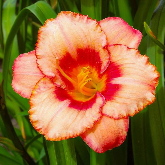 Tweekleurige daglelie, crèmekleurig met een rood hart en oranje rand.