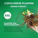Grote XXL wortel van een hoge kwaliteit plant. "5 Exclusieve planten, Grand Format, Planten van hoge kwaliteit."