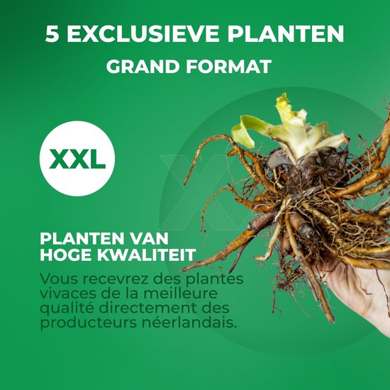 Grote XXL wortel van een hoge kwaliteit plant. "5 Exclusieve planten, Grand Format, Planten van hoge kwaliteit."