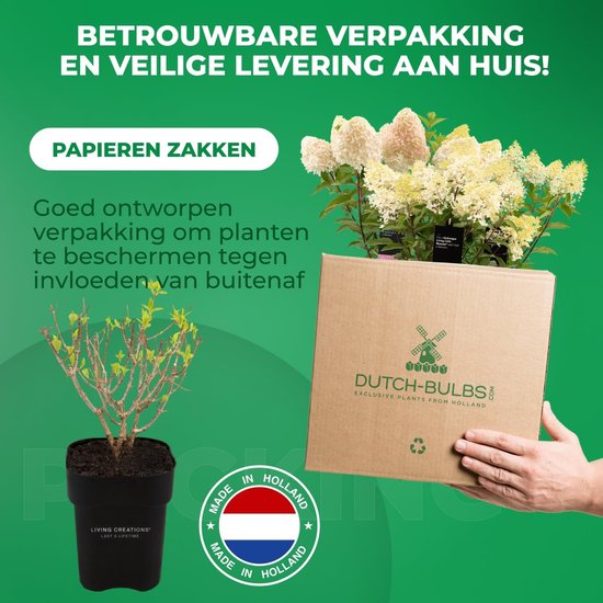 Planten verpakt in papieren zakken en een kartonnen doos van Dutch-Bulbs.